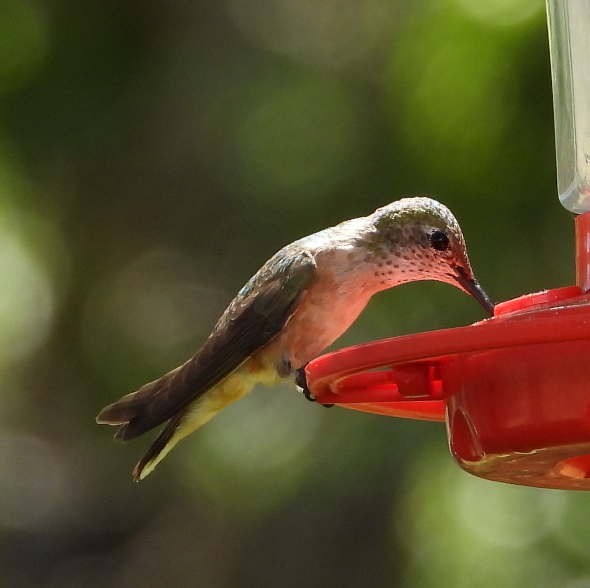 Calliope Hummingbird - ML610448903