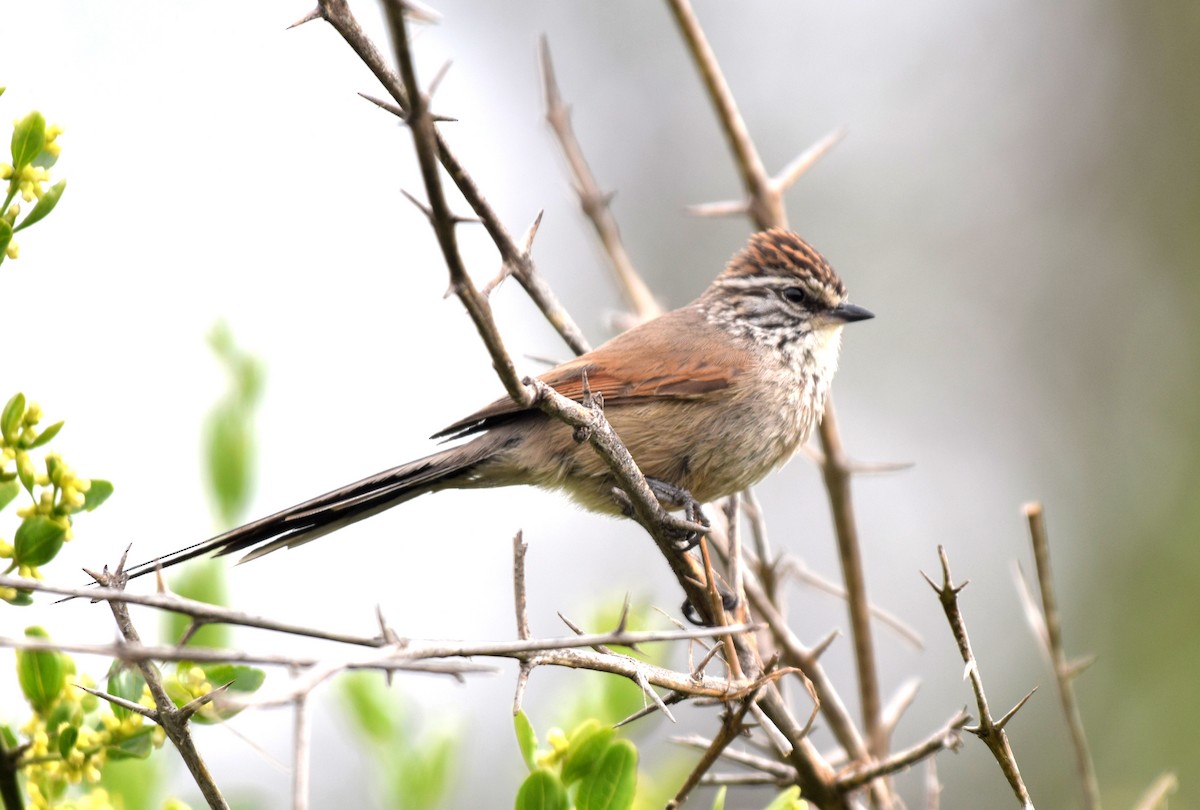 Plain-mantled Tit-Spinetail - ML610448930