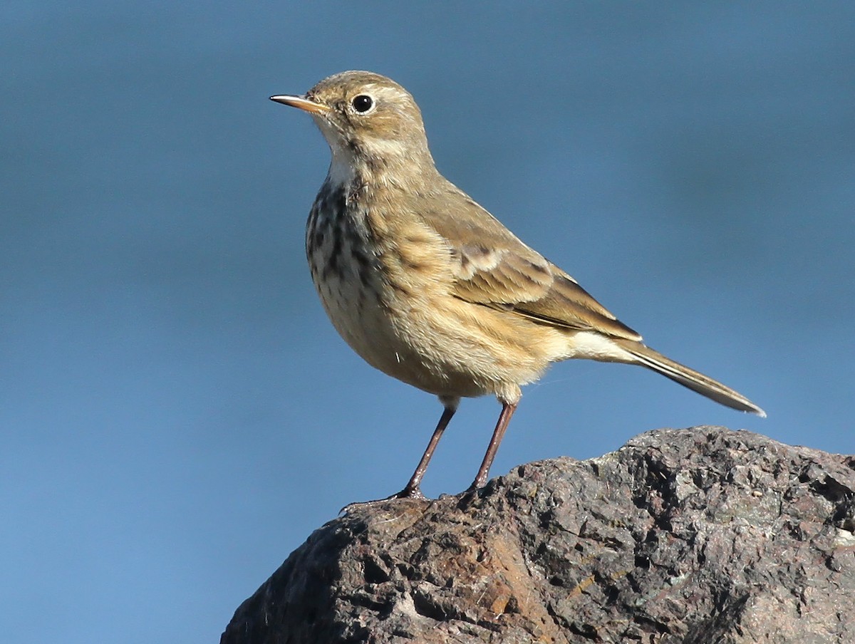 American Pipit - ML610448937