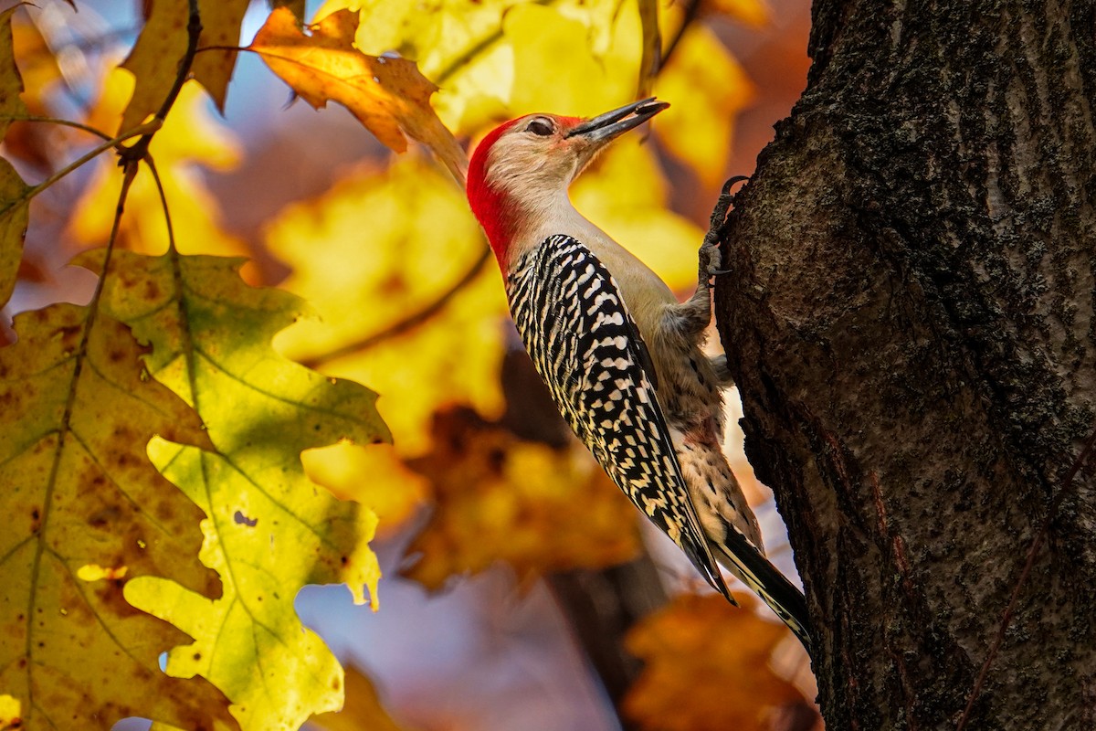 Red-bellied Woodpecker - ML610449018