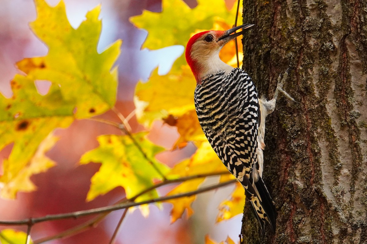 Red-bellied Woodpecker - ML610449020
