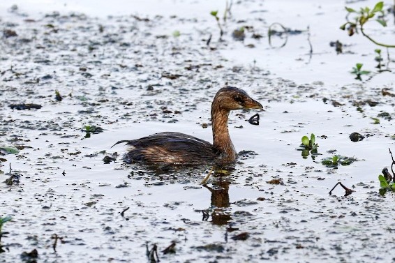 Pied-billed Grebe - ML610449022