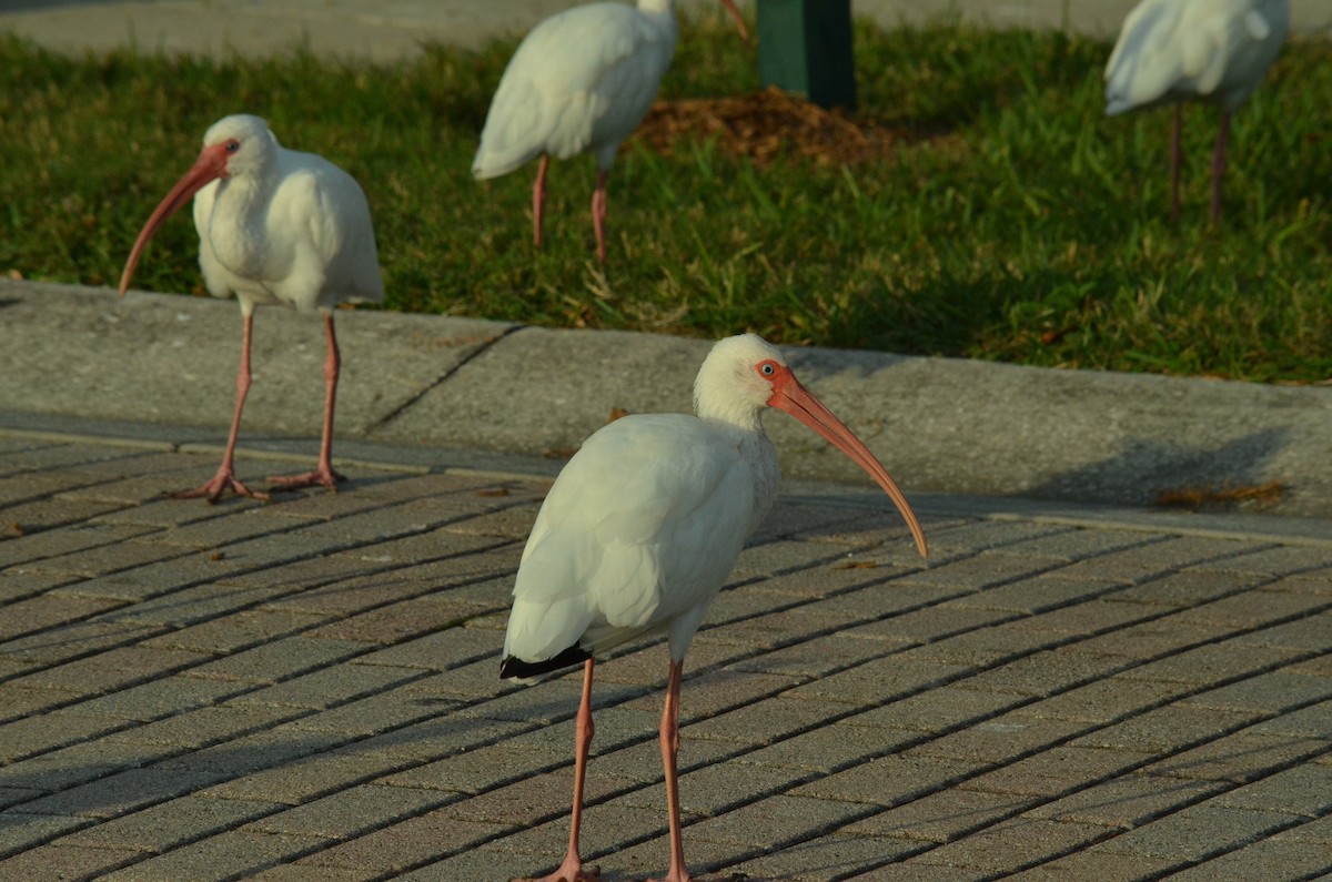 ibis bílý - ML610449059