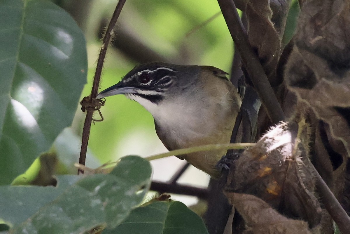 Moustached Wren - ML610449106