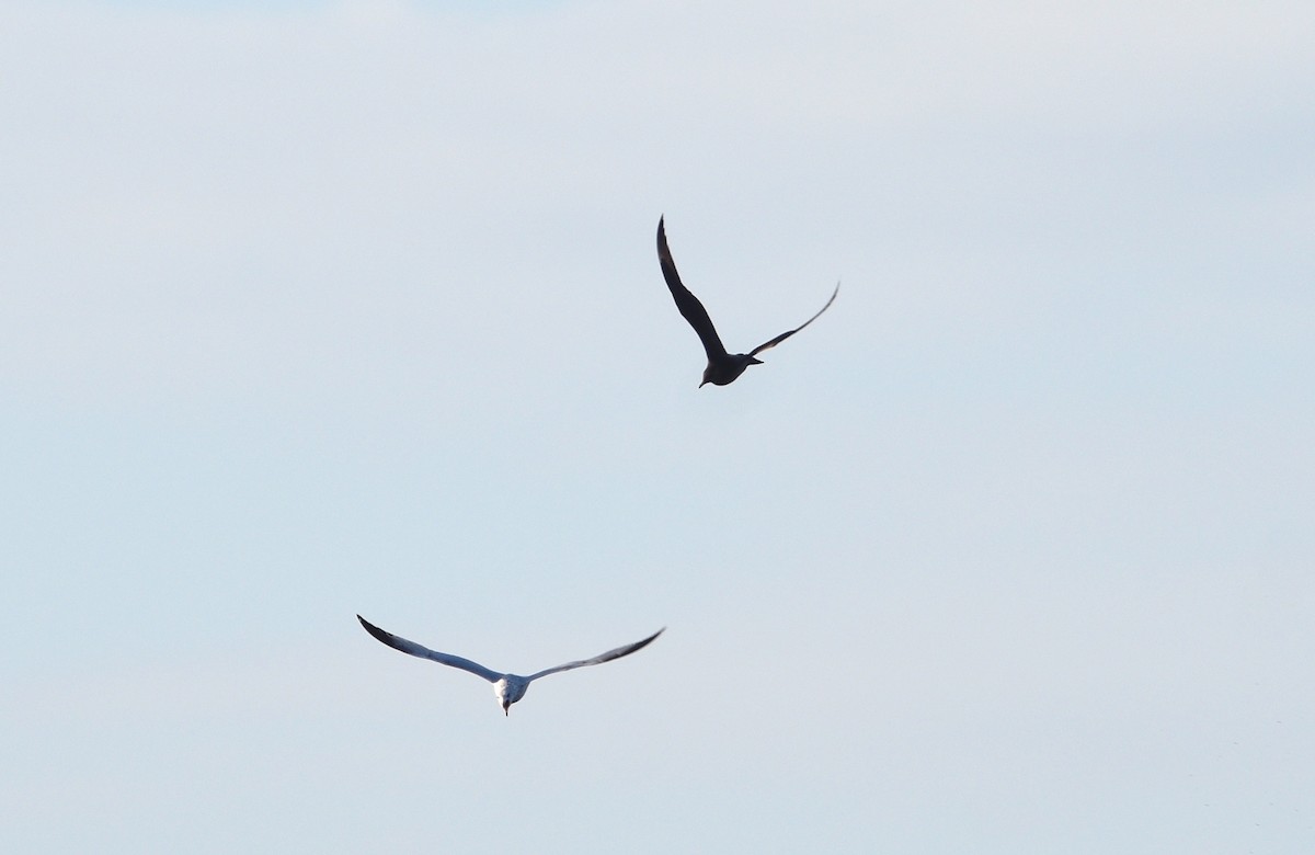 Parasitic Jaeger - Steven McClellan