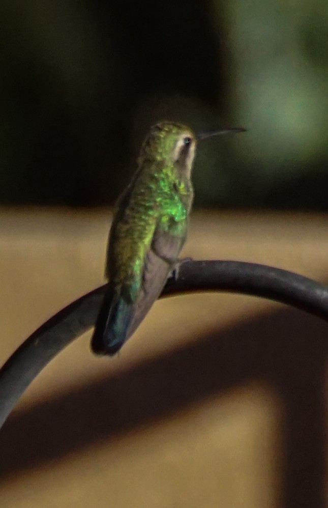 Broad-billed Hummingbird - ML610449120