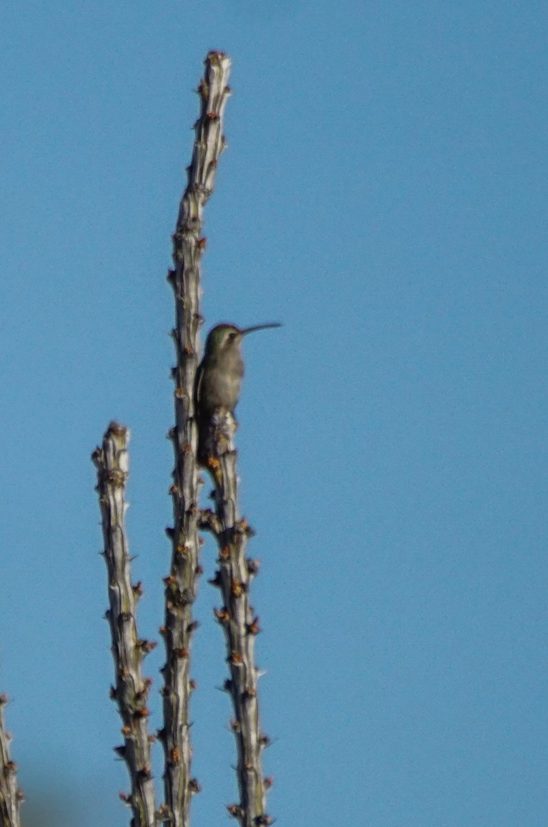 Broad-billed Hummingbird - ML610449128