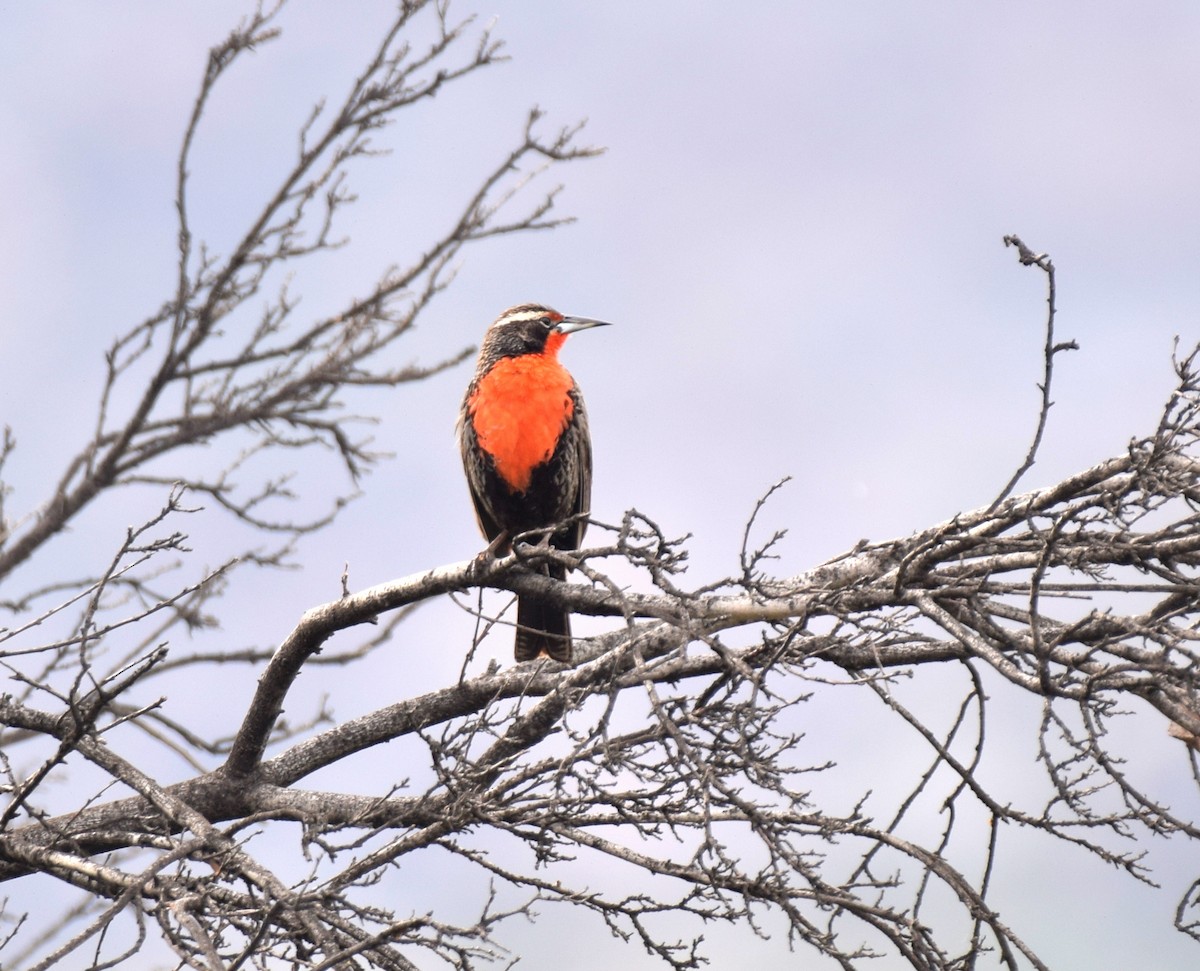 Long-tailed Meadowlark - ML610449190