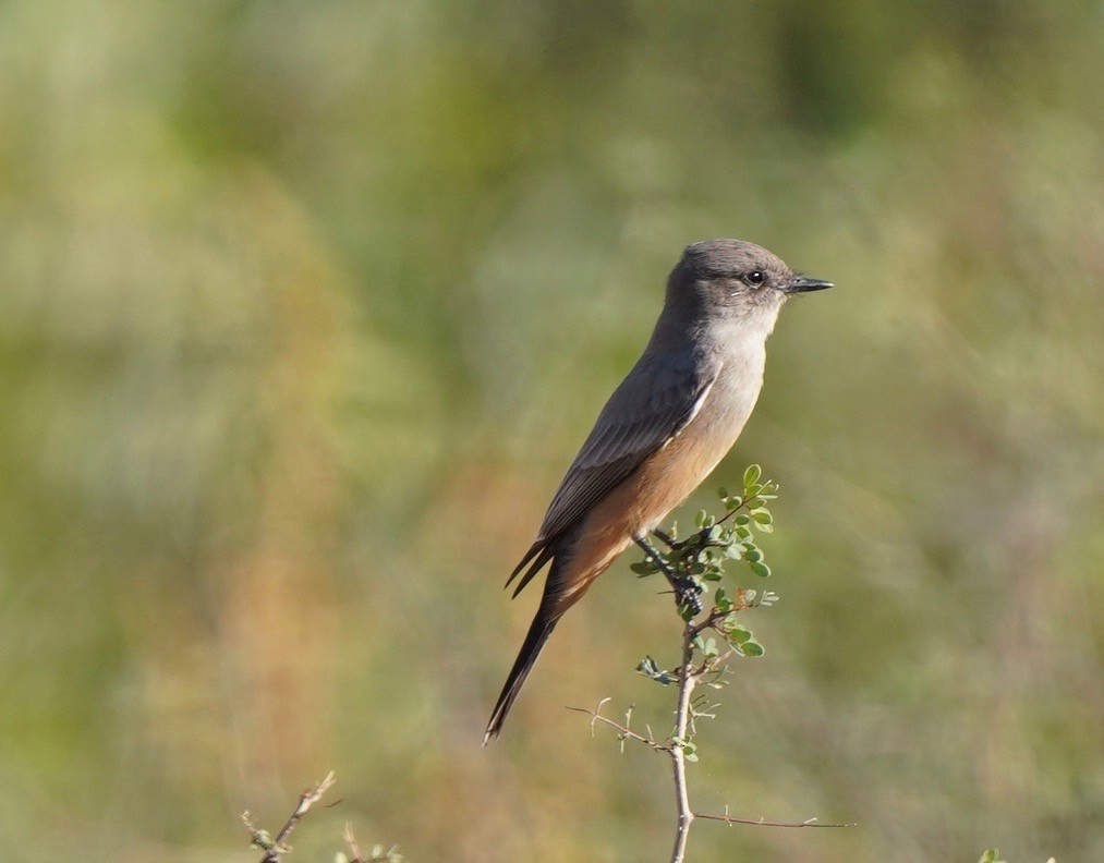 Say's Phoebe - Sibylle Hechtel