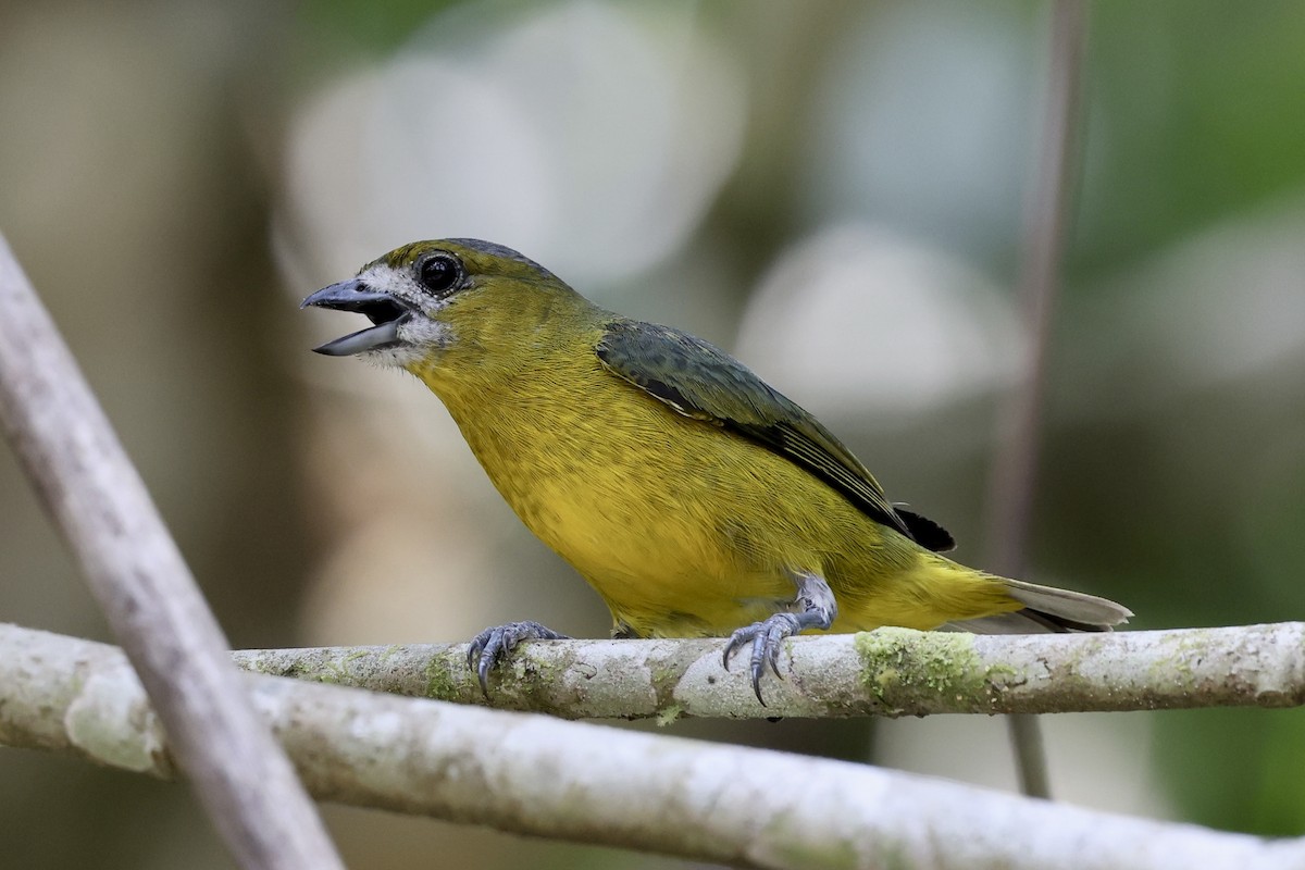 Golden-bellied Euphonia - ML610449325