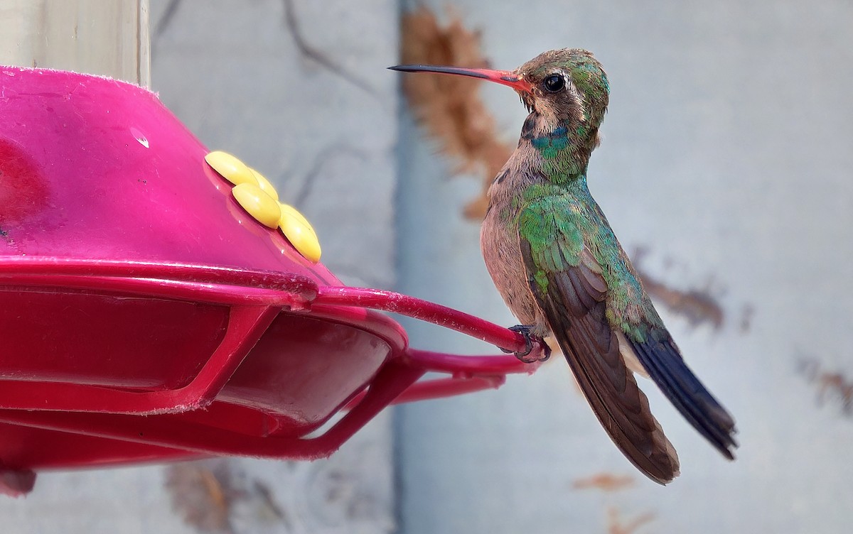 Broad-billed Hummingbird - Aidan Brubaker