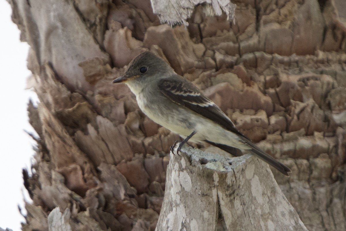 Eastern Wood-Pewee - ML610449369