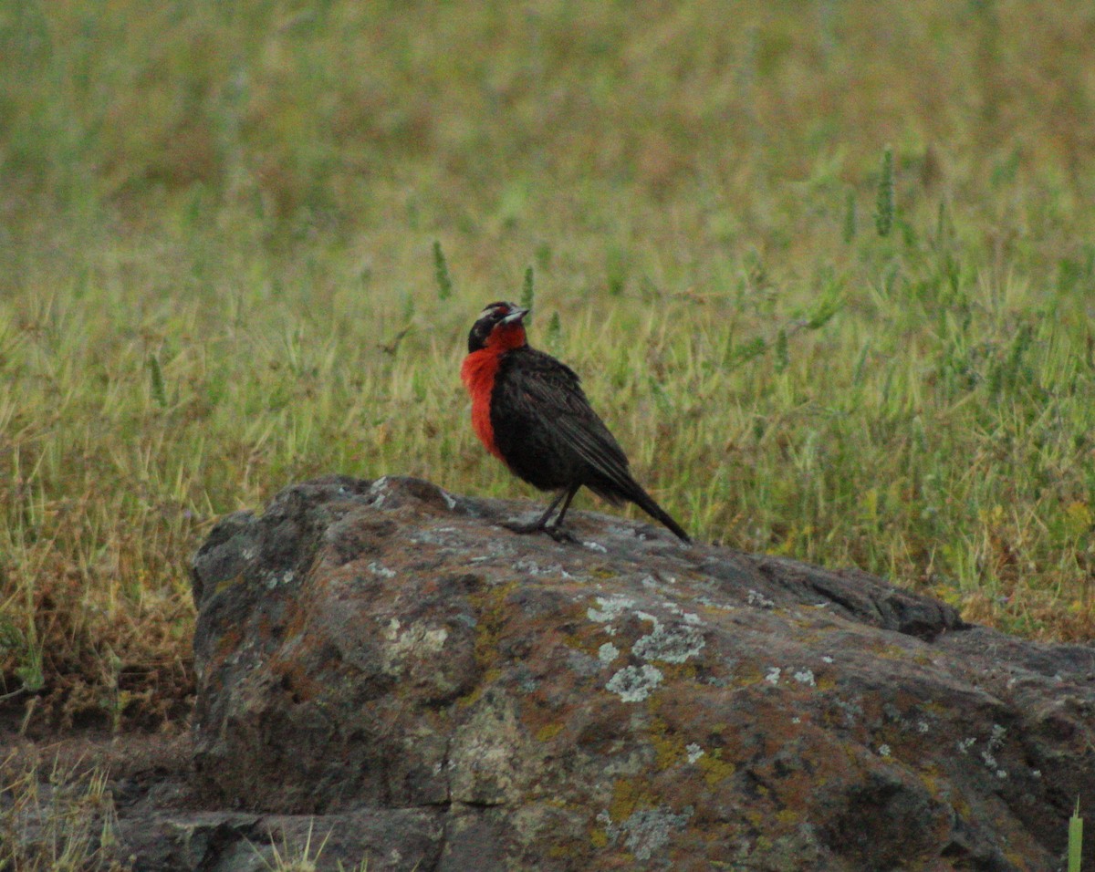 Long-tailed Meadowlark - Juan Casanova