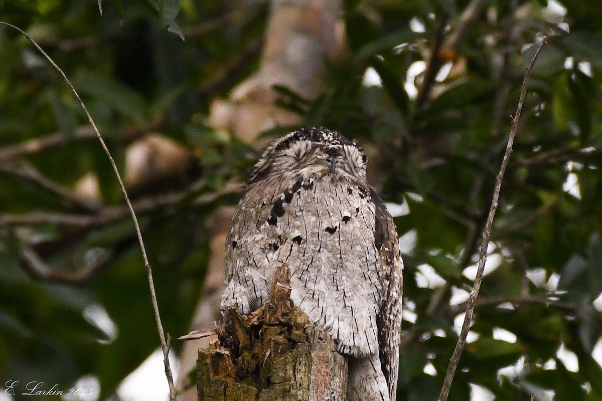 Northern Potoo - Emily Larkin