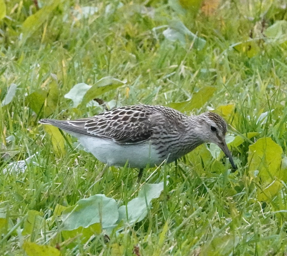 Pectoral Sandpiper - ML610449450