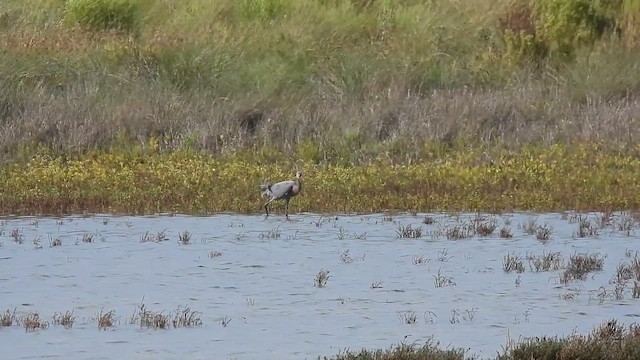 Reddish Egret - ML610449523