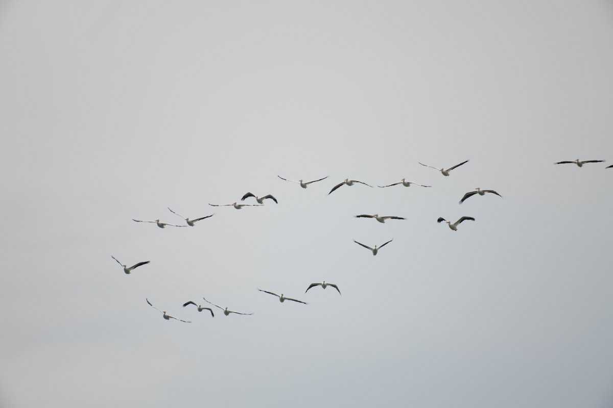 American White Pelican - ML610449529