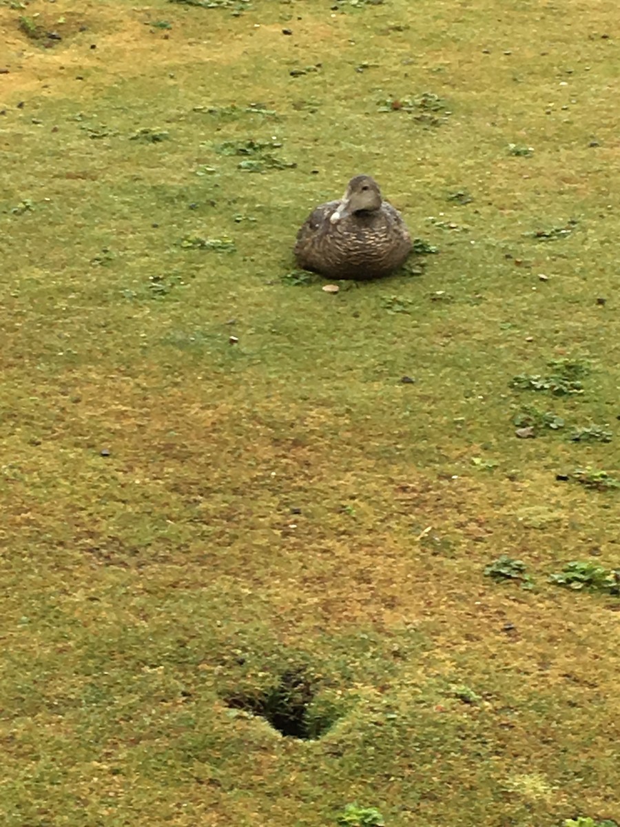 Common Eider - ML610449580