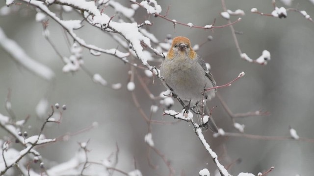 Pine Grosbeak (Rocky Mts.) - ML610449608