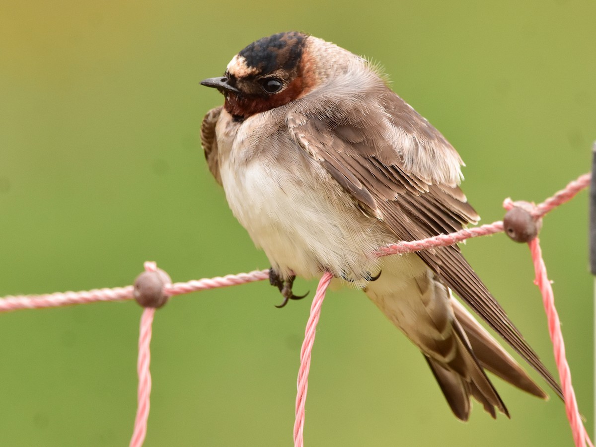 Cliff Swallow - Gabriel Pulgar Guardiola