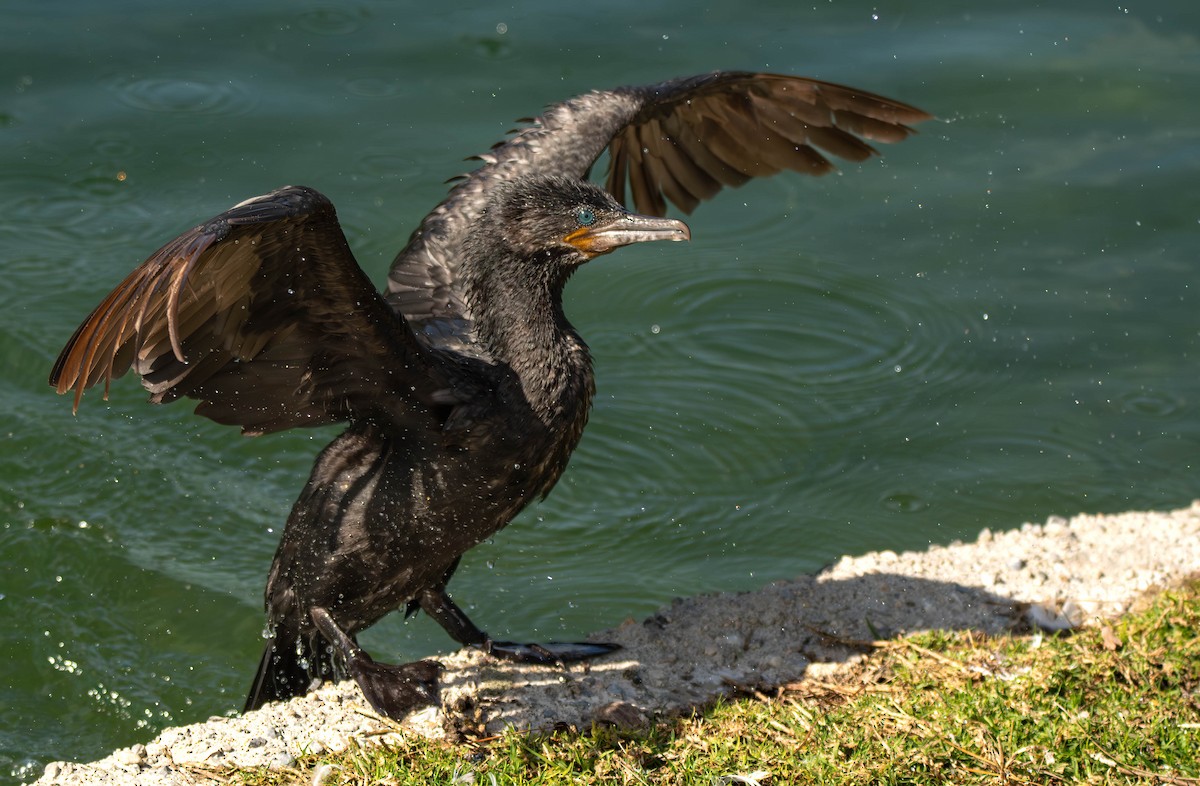 Neotropic Cormorant - Henry Witsken