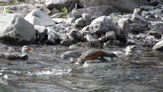 Torrent Duck - ML610449789