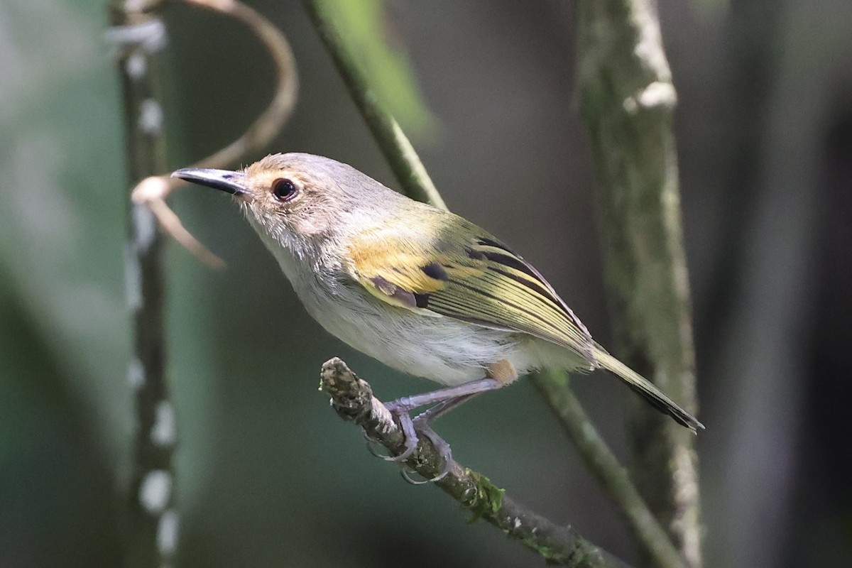 Rusty-fronted Tody-Flycatcher - ML610449836