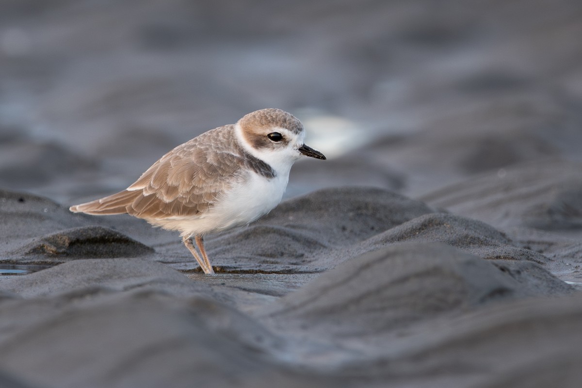 Snowy Plover - ML610449893