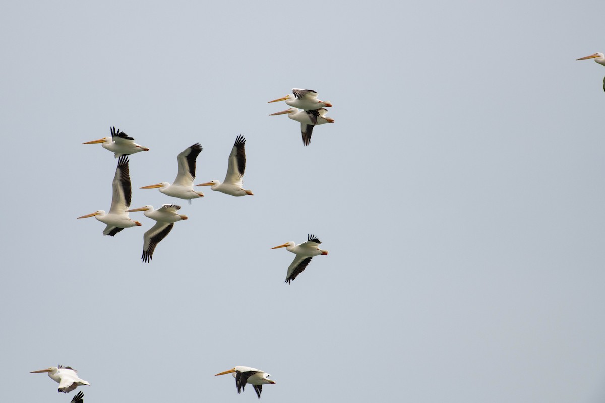 American White Pelican - ML610449928