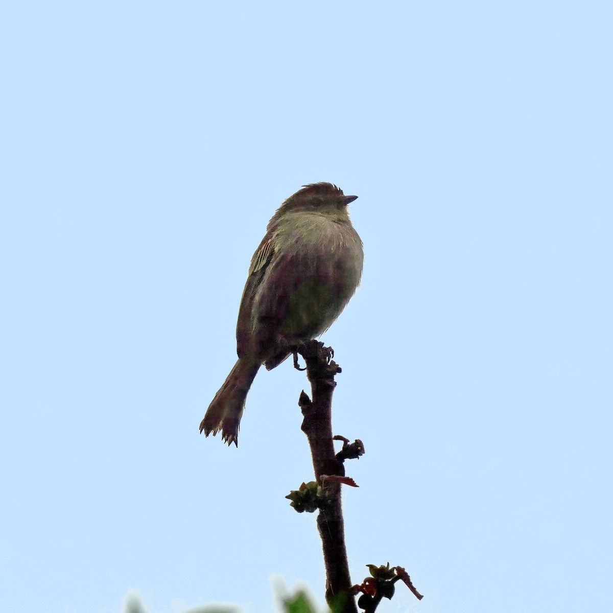 Peruvian Tyrannulet (Loja) - Thomas Burns