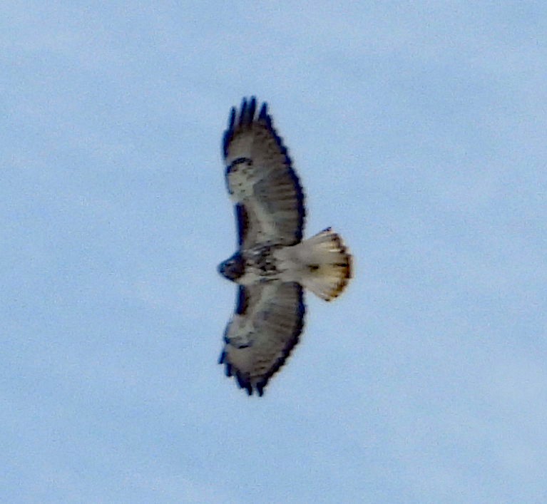 Red-tailed Hawk - Pam Hawkes