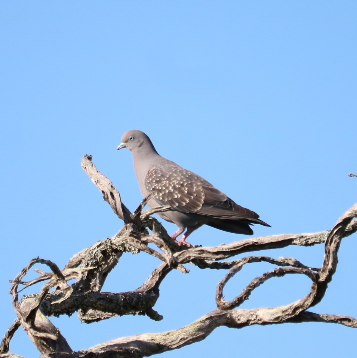 Pigeon tigré - ML610450030