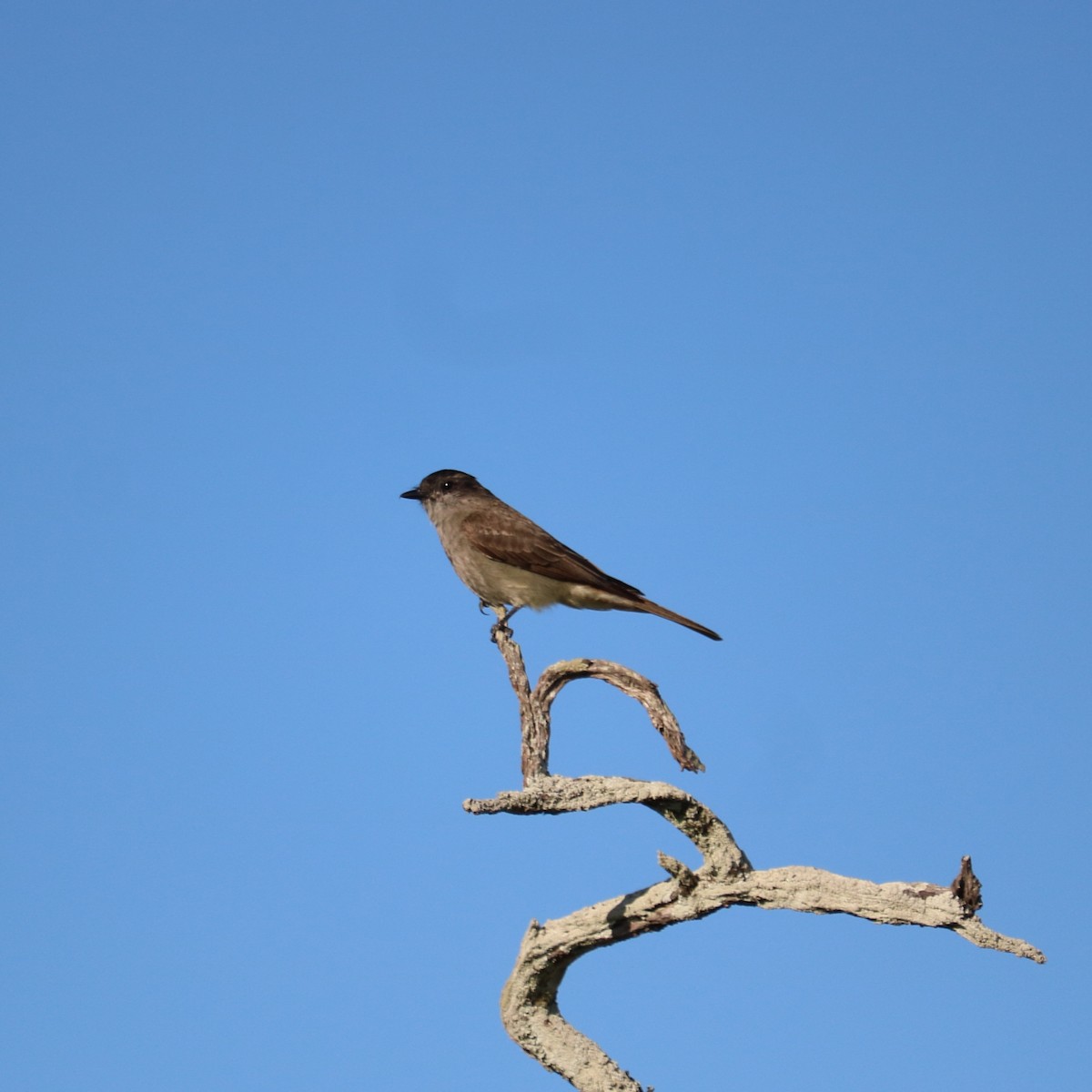 Crowned Slaty Flycatcher - Henrique Ressel