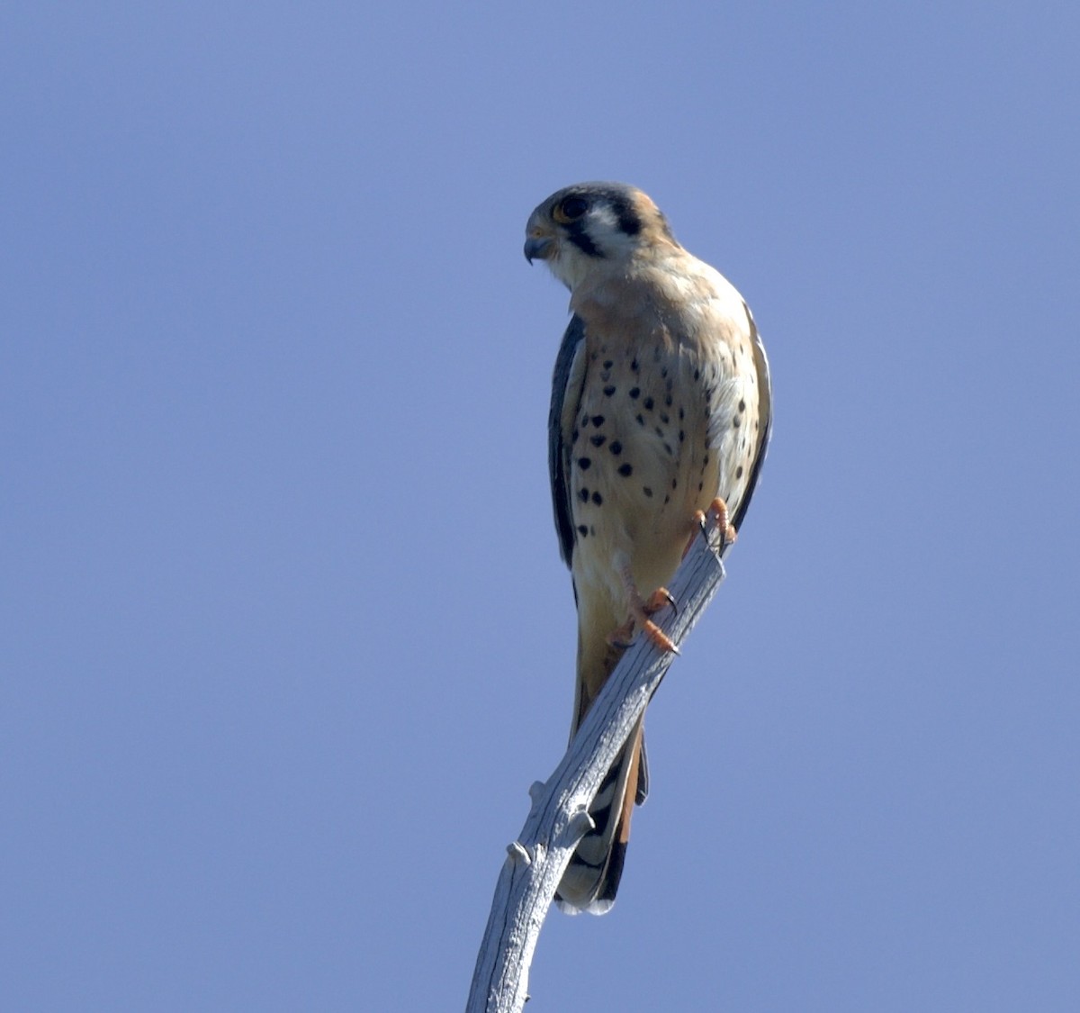 American Kestrel - william tyrer