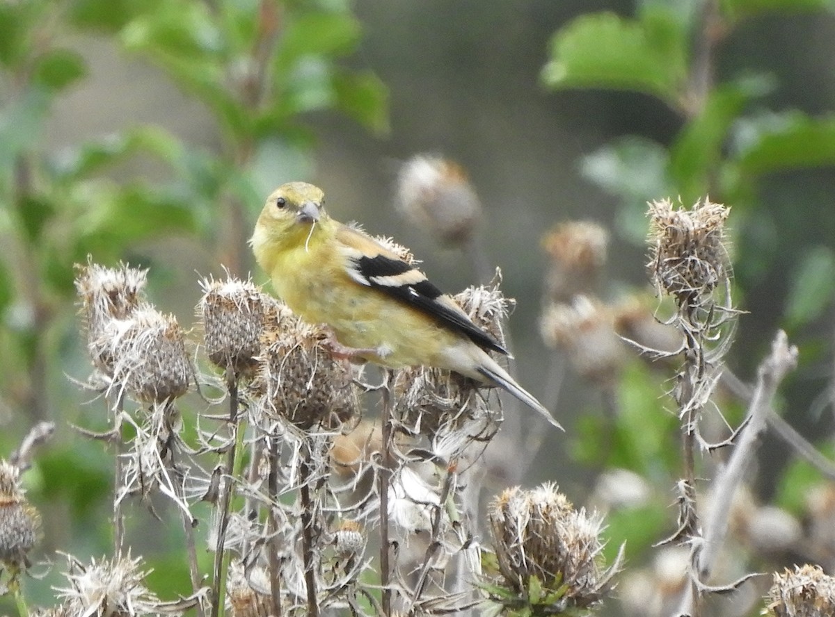 American Goldfinch - Joe Neal