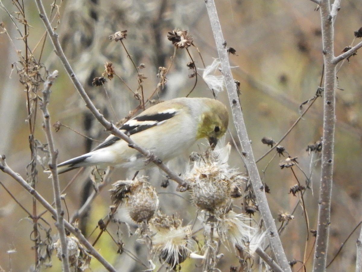 American Goldfinch - ML610450106