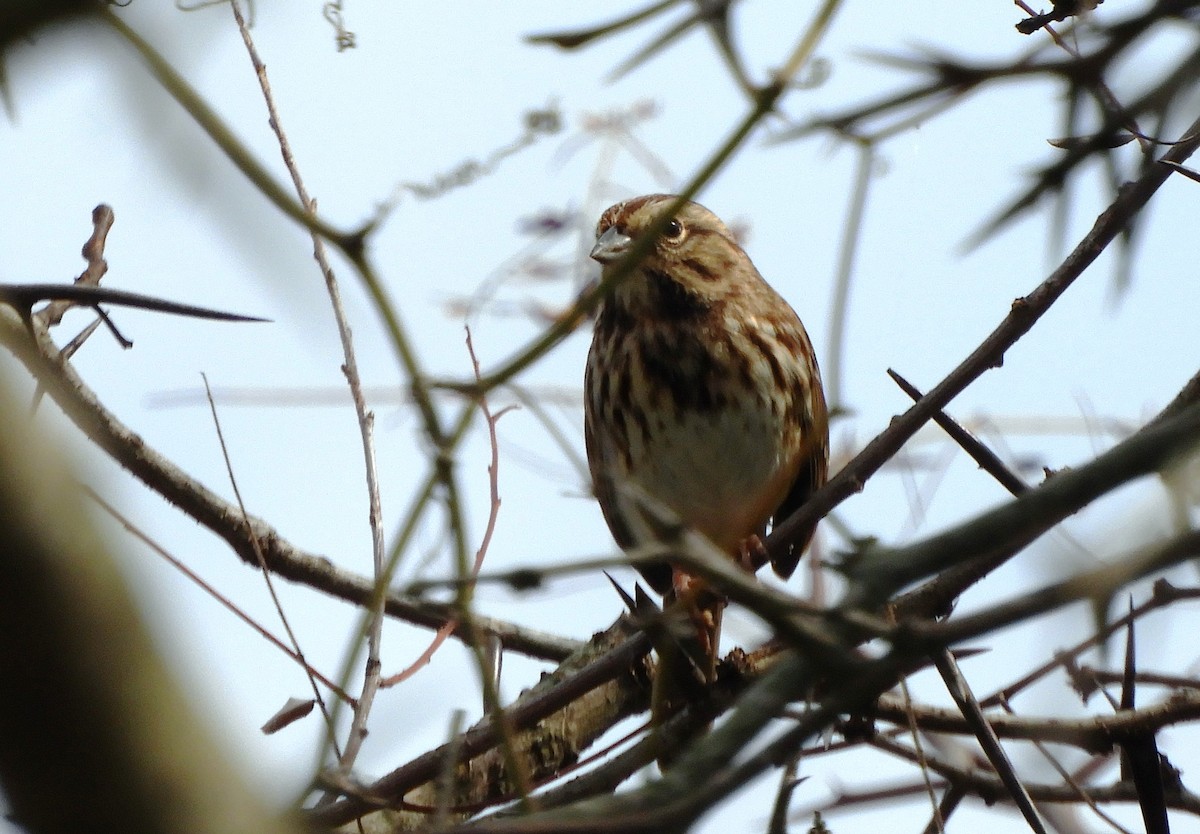 Song Sparrow - Joe Neal