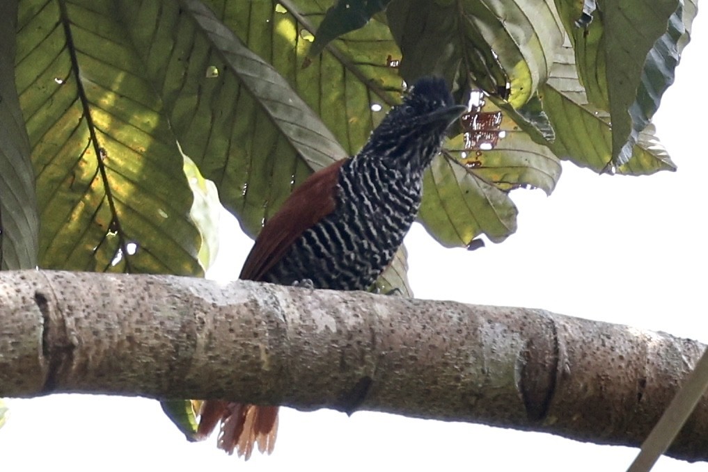 Chestnut-backed Antshrike - ML610450139