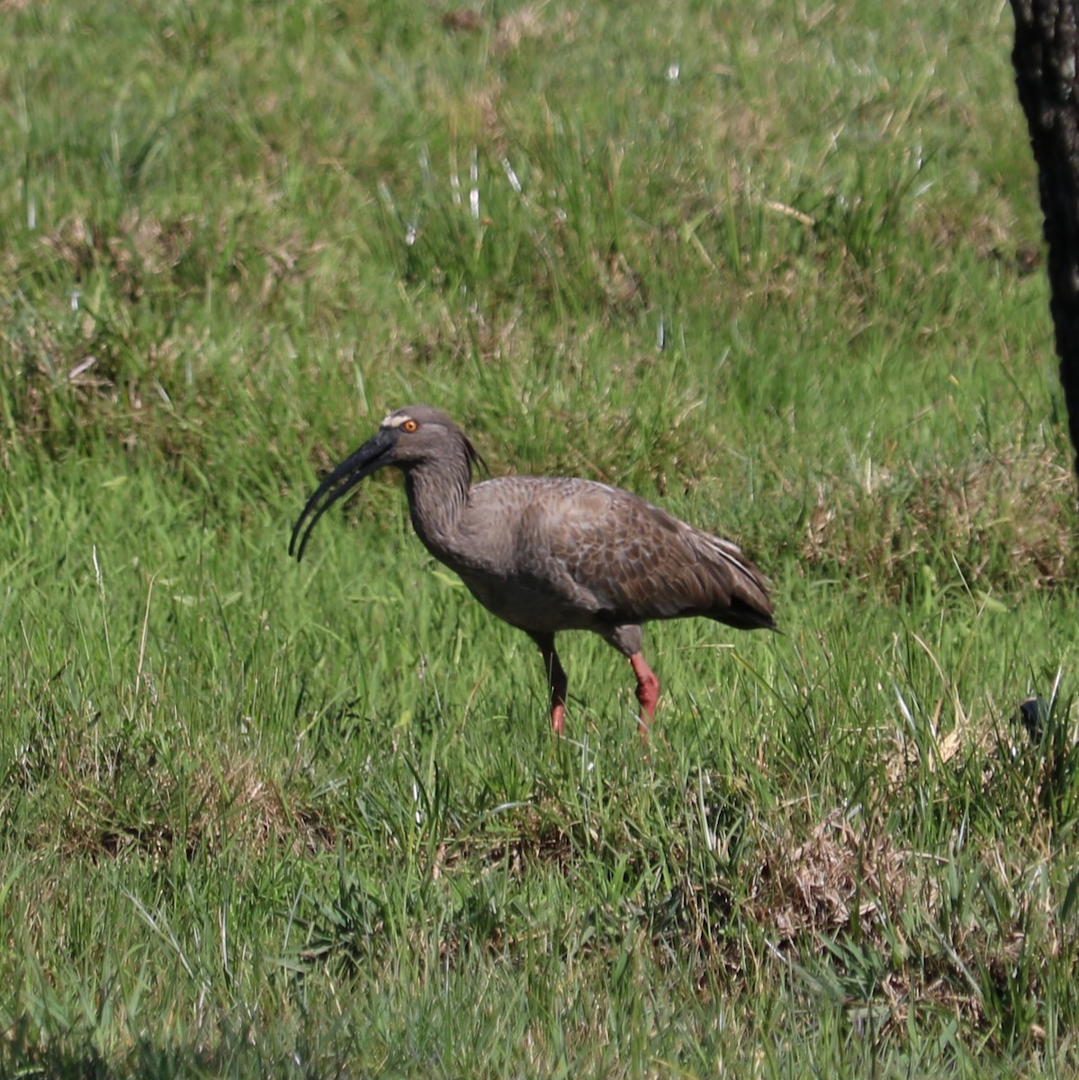 ibis běločelý - ML610450149