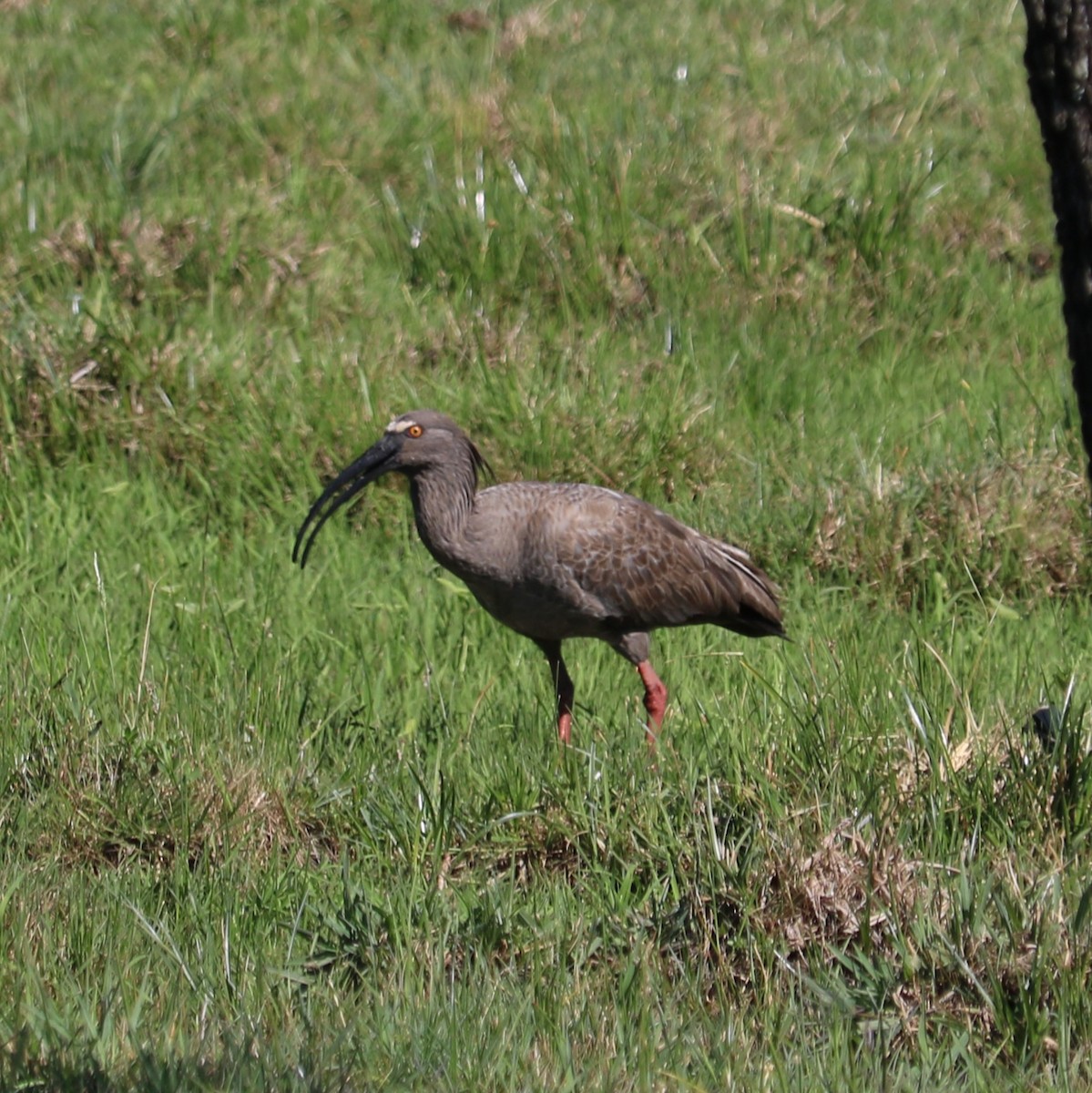 gråibis - ML610450149