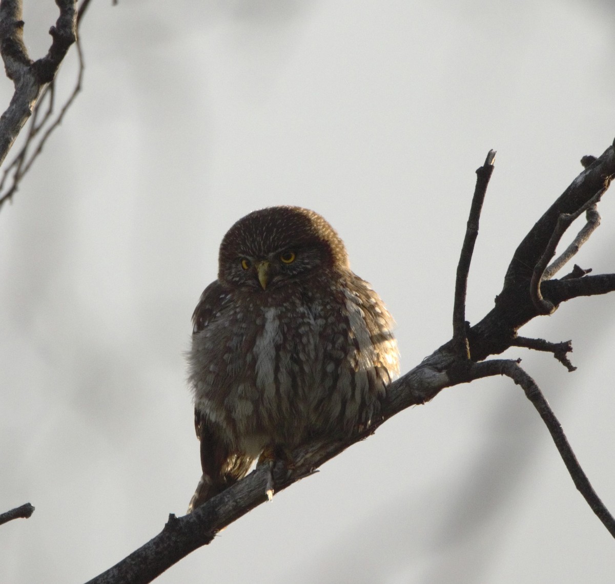 Austral Pygmy-Owl - Ada Rebolledo