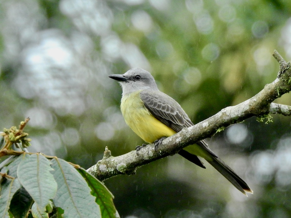 Tropical Kingbird - ML610450285