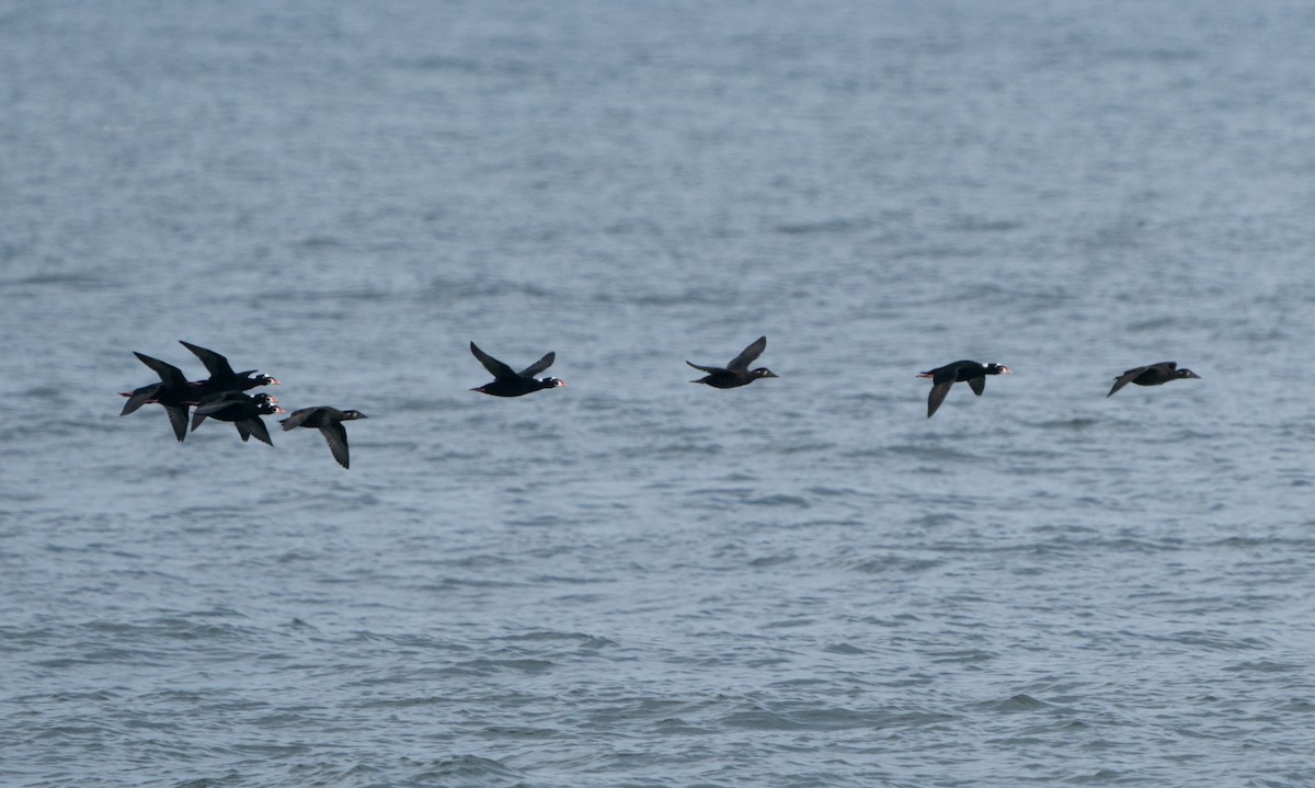 Surf Scoter - ML610450342