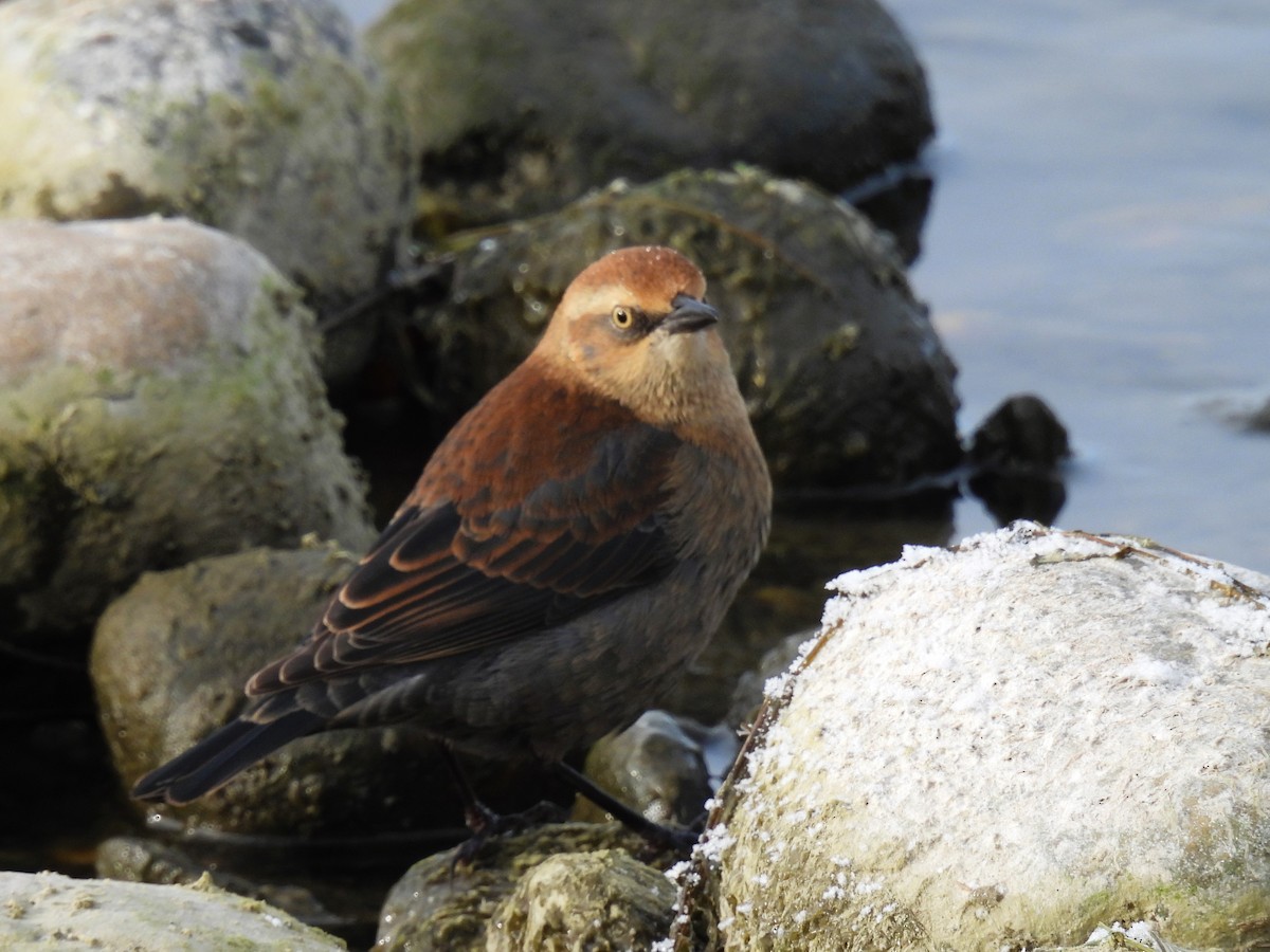 Rusty Blackbird - ML610450362