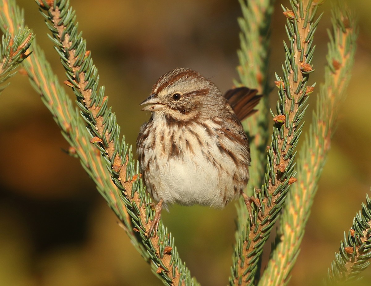 Song Sparrow - Denise  McIsaac
