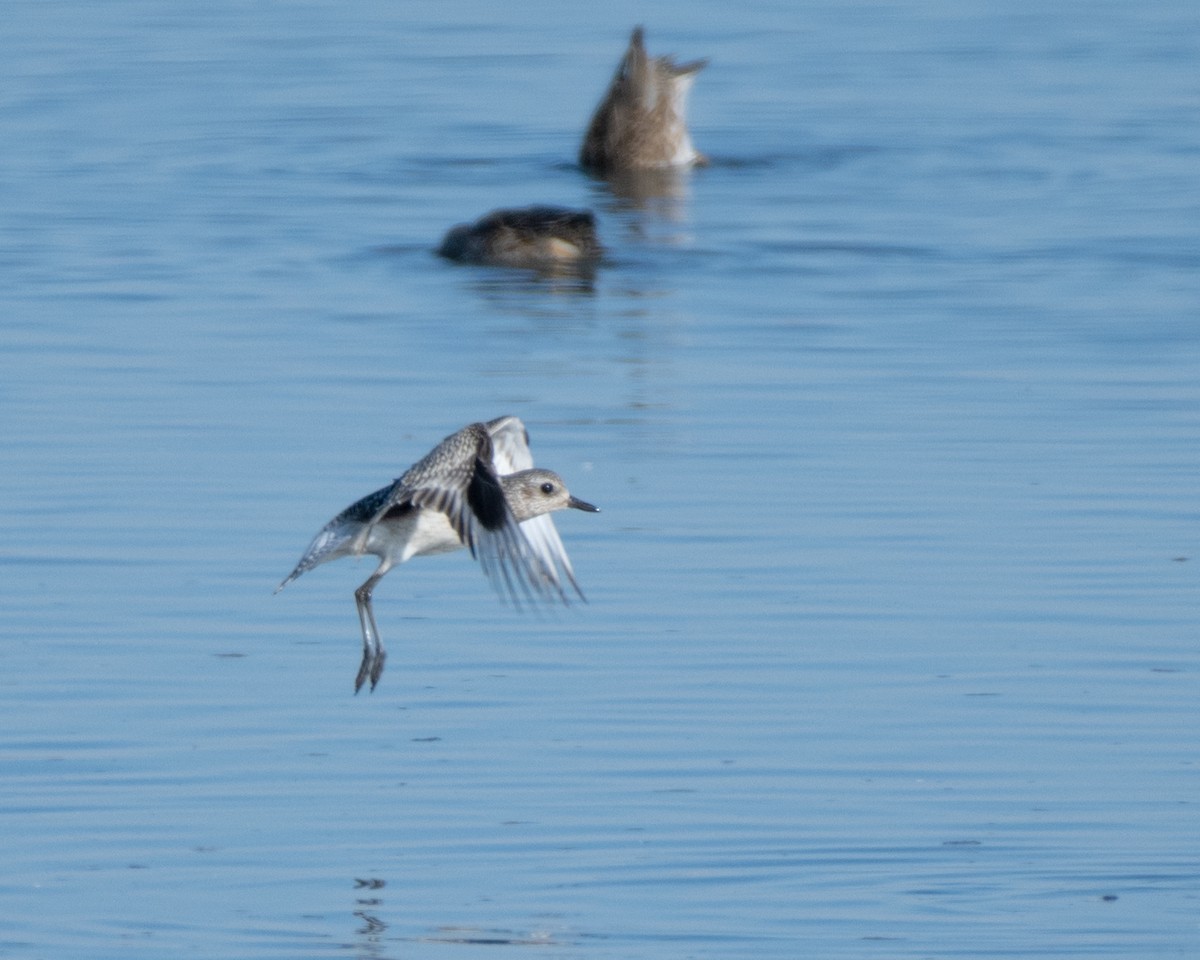 Black-bellied Plover - ML610450427