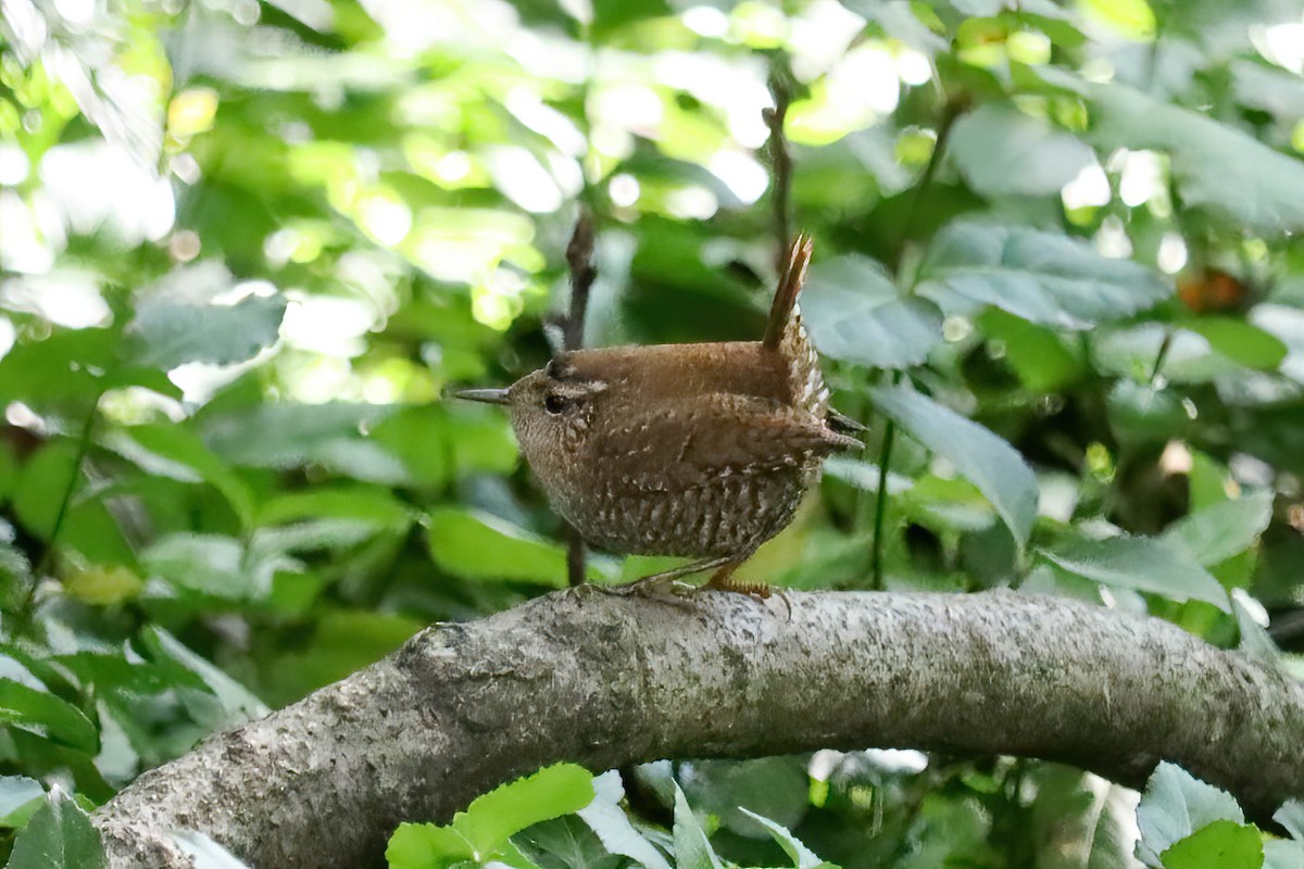 Winter Wren - ML610450466