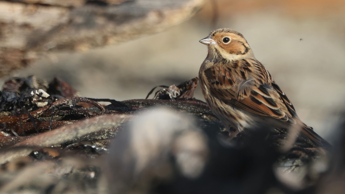 Little Bunting - Liam Hutcheson