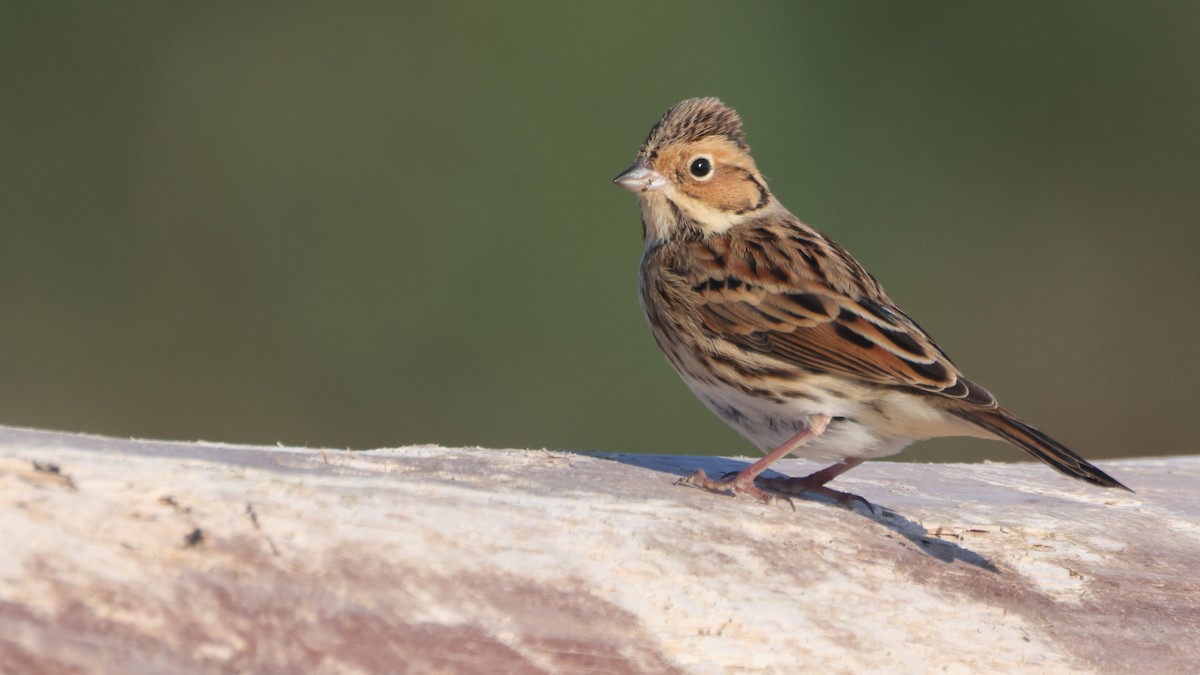 Little Bunting - Liam Hutcheson