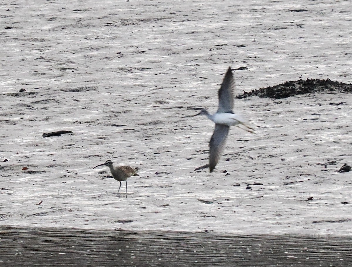 Whimbrel - ML610450509